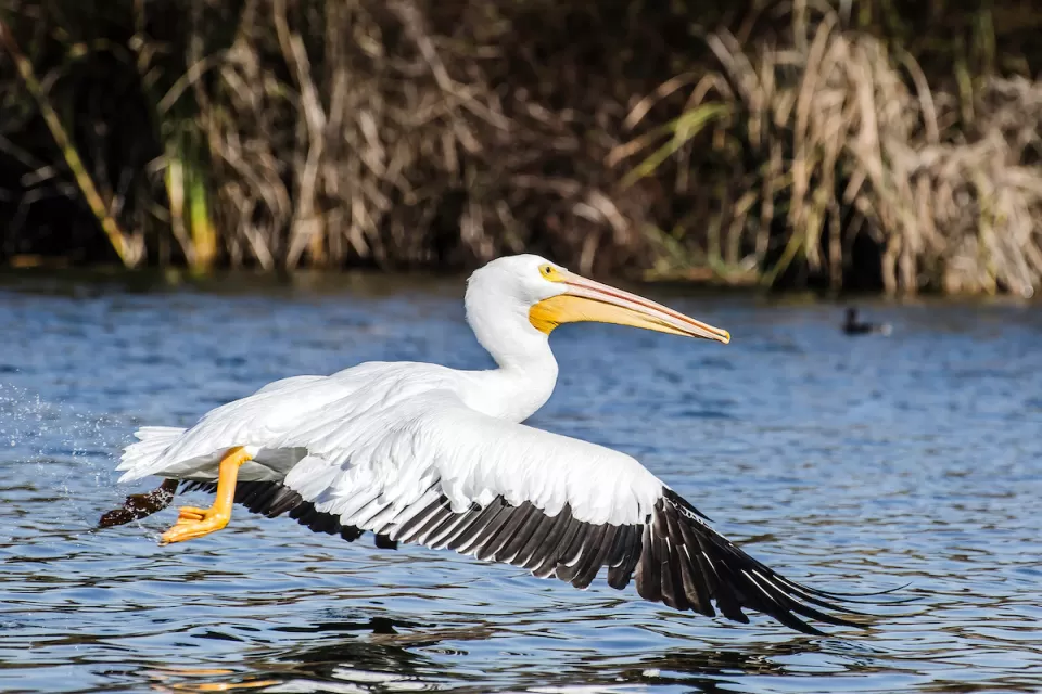 White pelican with black wings flying low over water at Sepulveda Basin Wildlife Reserve in Van Nuys, California.